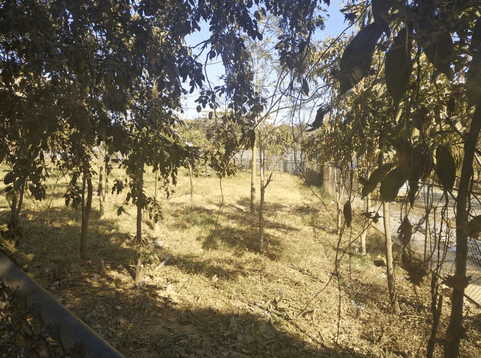 One HSR non-profit keeps this tree park, clean and pristine! 20