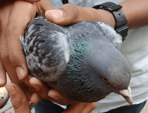 Kids rescue injured pigeon; finally someone adopts it 16