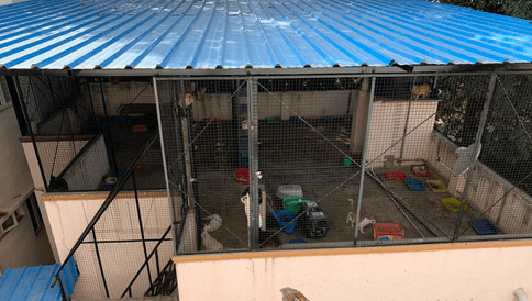 New neighbour shelters several cats and dogs; residents protest 26
