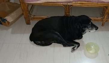 Lost dog in the afternoon, found him dead at night 1