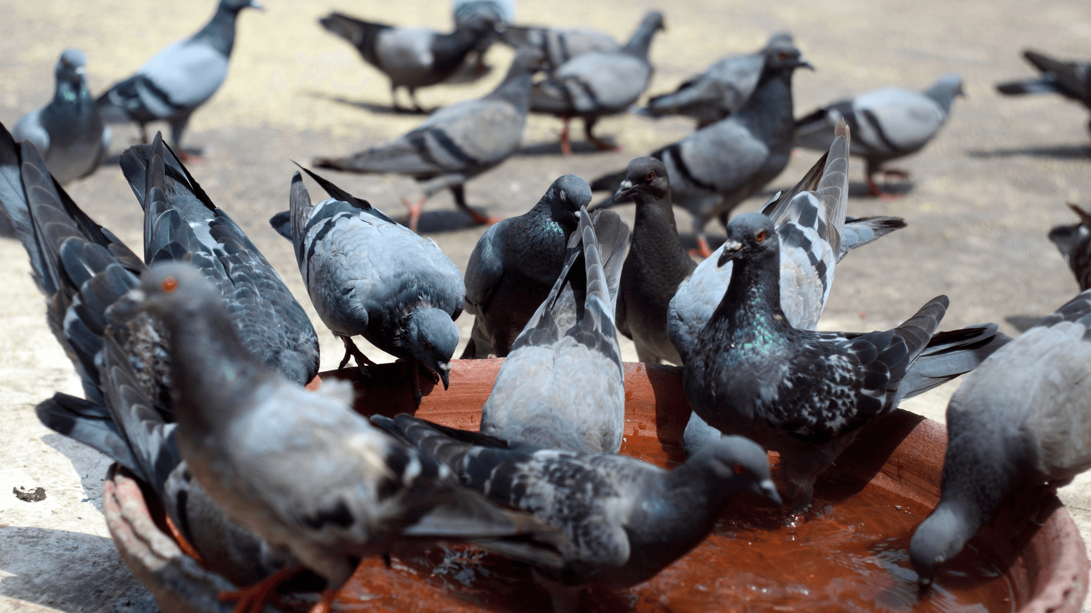 Don’t feed pigeons; their poop can cause more than 60 diseases